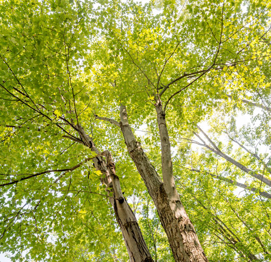Tree Canopy