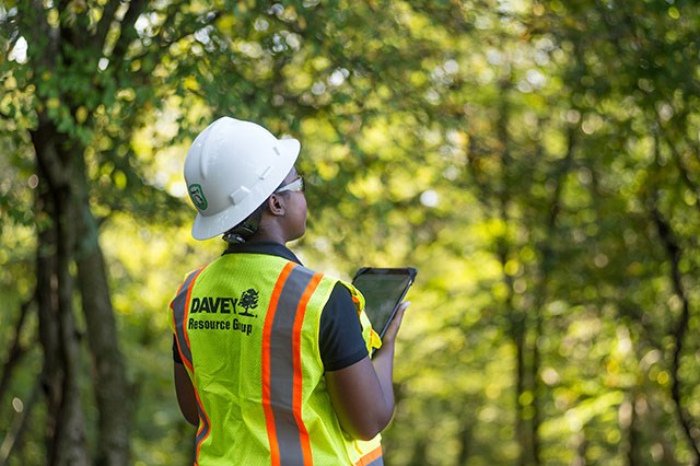 Why Hire A Forestry Consultant