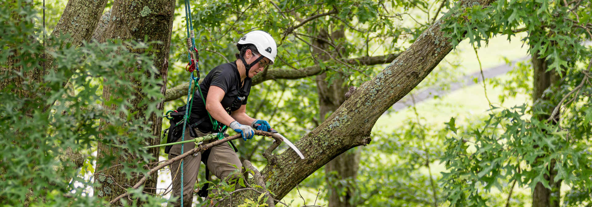 Pickering Tree Solutions Emergency Tree Removal