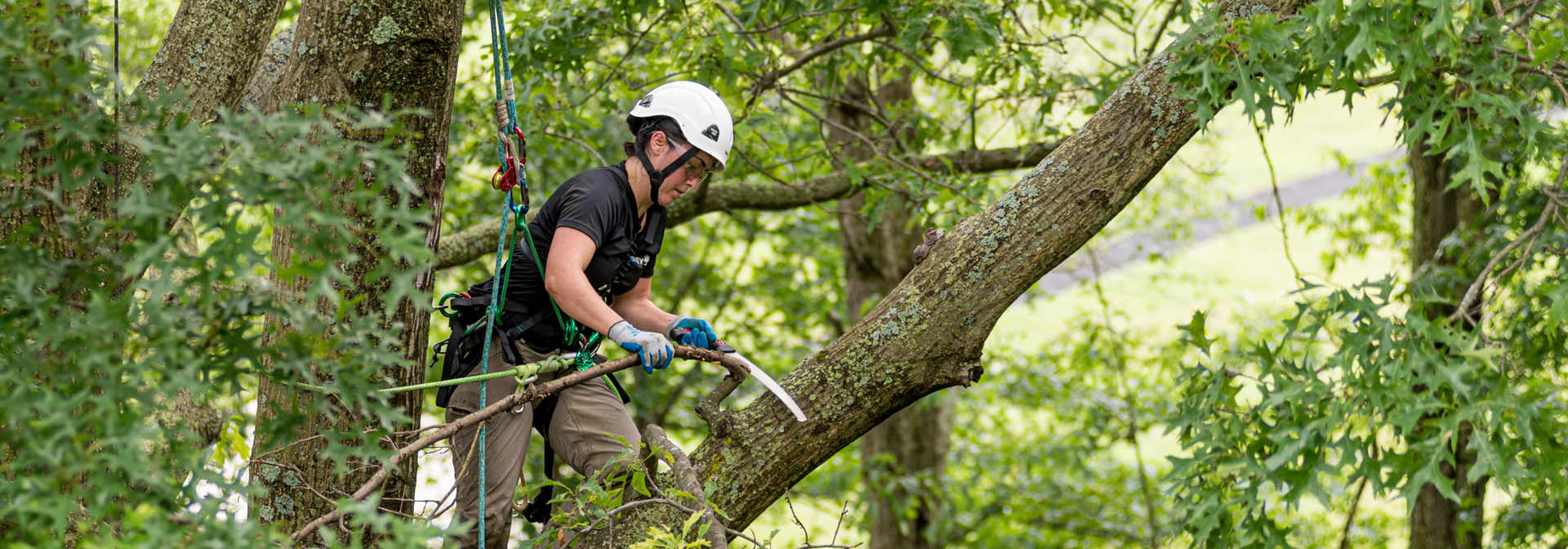 Pickering Tree Solutions Stump Removal