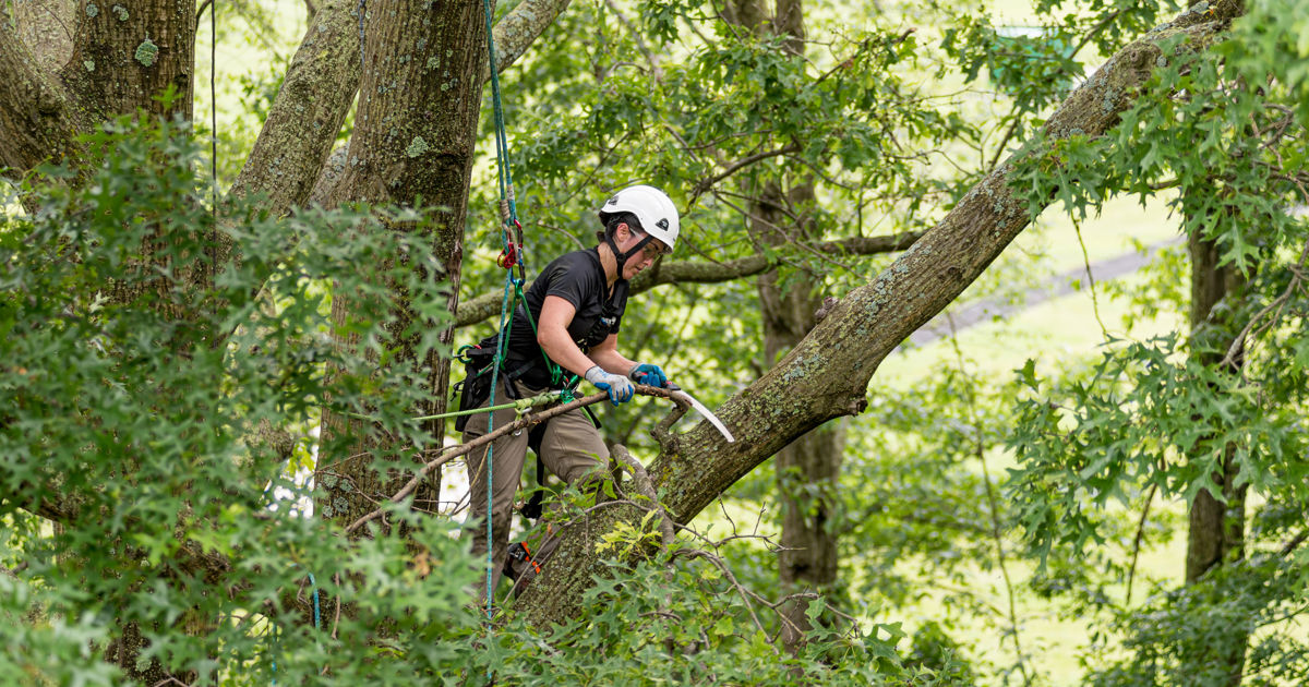 Toronto Tree Removal