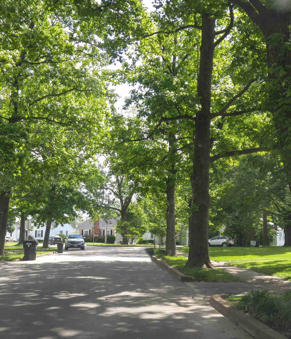 Trees Residential Street