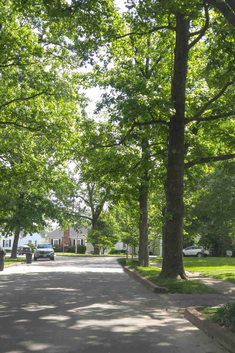 Trees Residential Street