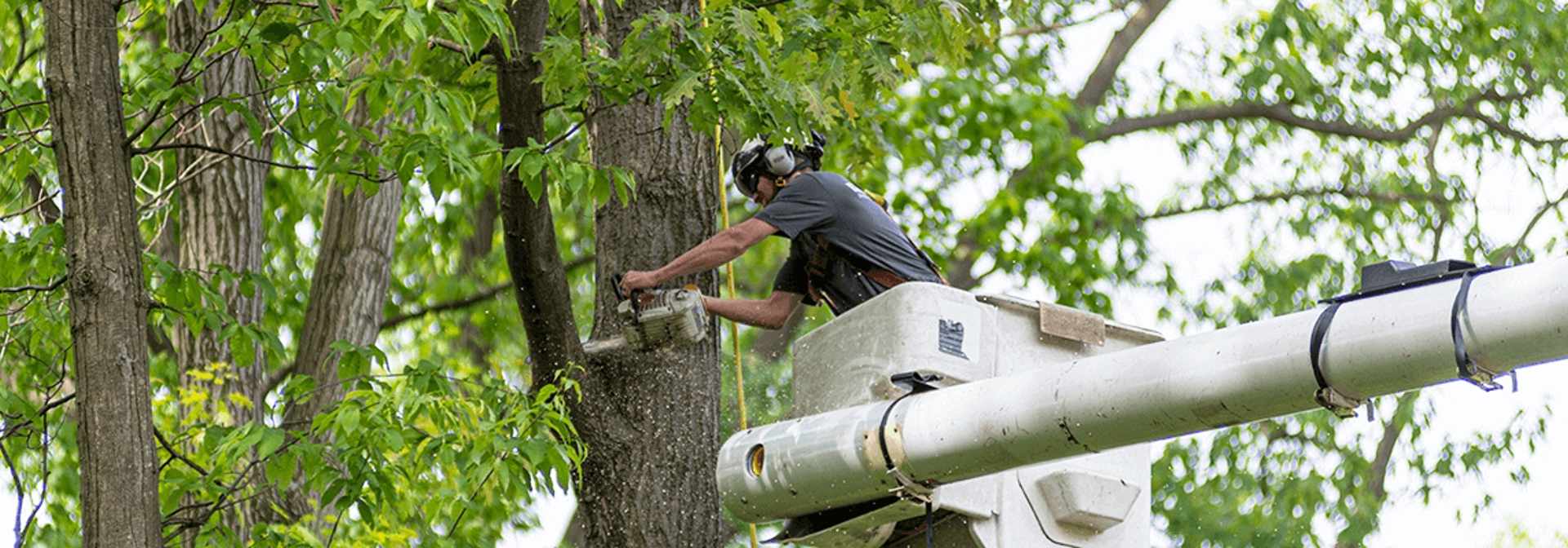 Pickering Tree Solutions Tree Trimming