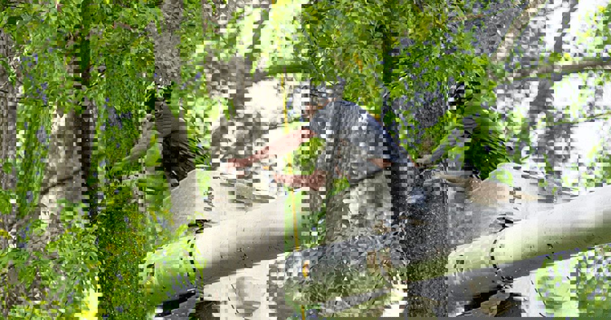 Tree Removal Service