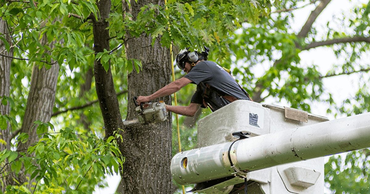 Safe & Efficient Tree Removal Services | Davey Tree
