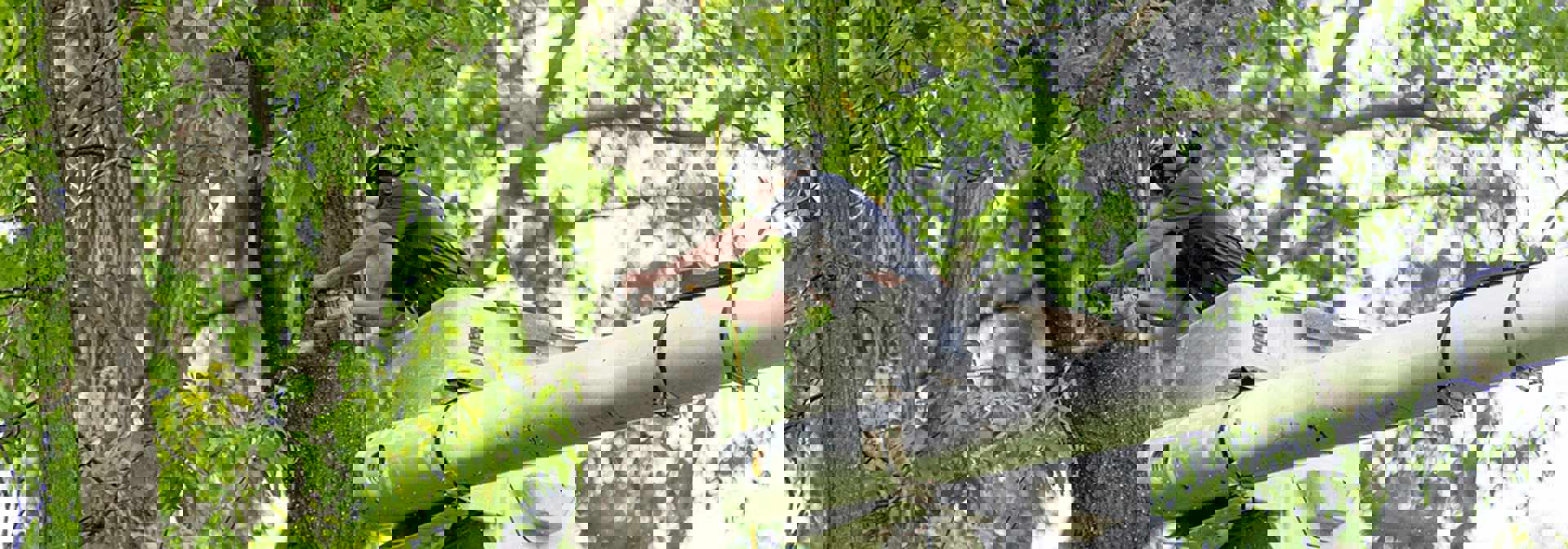 Pickering Tree Solutions Emergency Tree Removal