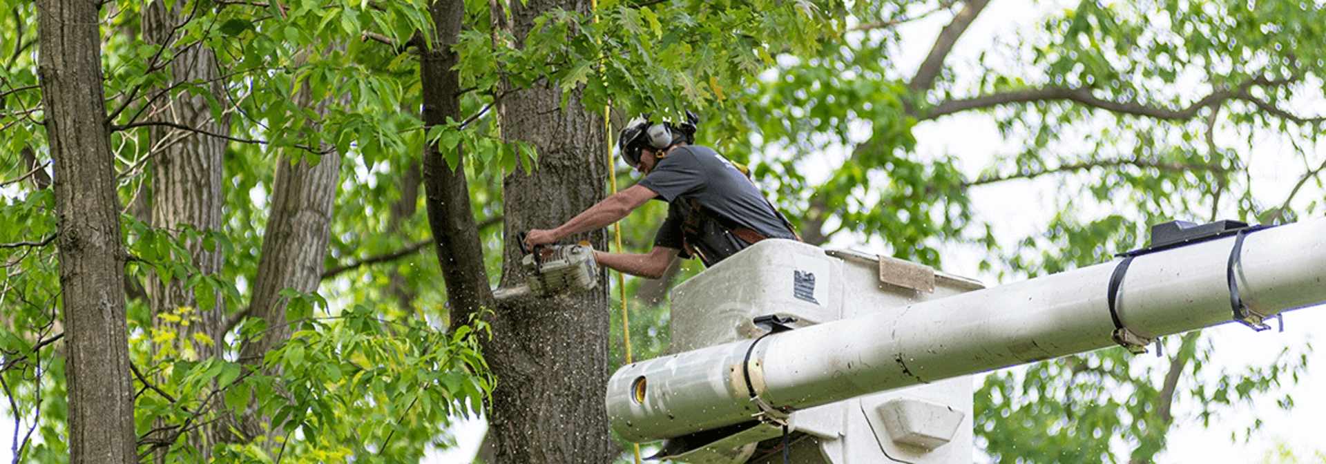 Tree Pruning Pickering