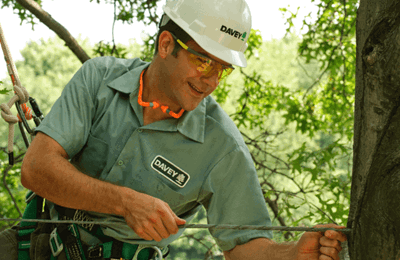 Tree Cabling & Bracing System