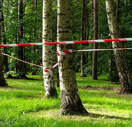 Tree Preservation & Protection During Construction | Davey Resource Group