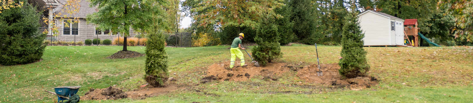 Tree Planting Services | Davey Tree
