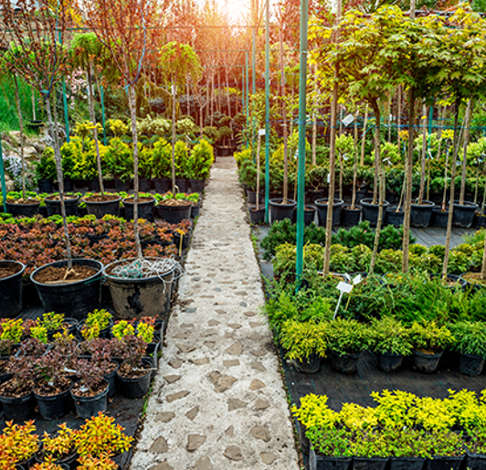 Tree Planting Spacing Guide