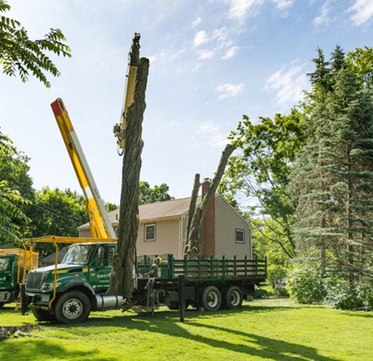 Pickering Tree Solutions Stump Removal