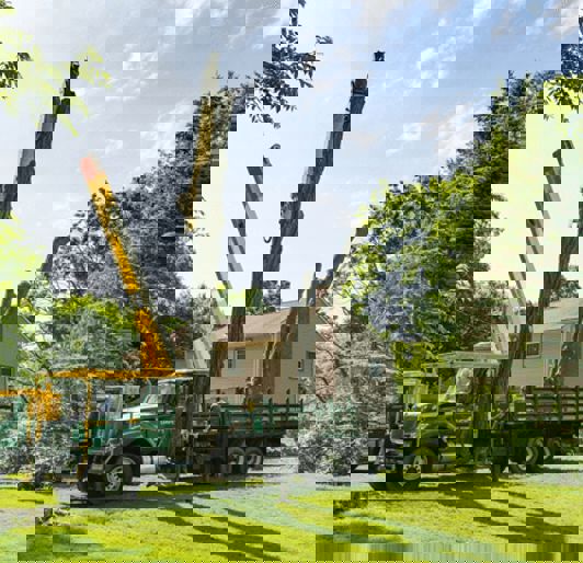 Tree Removal Cost Of Tree Removal Alternating 640X426