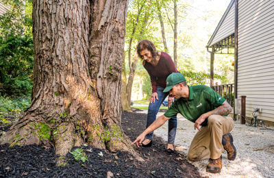 Tree Health Inspection Services & Treatment | Davey Tree