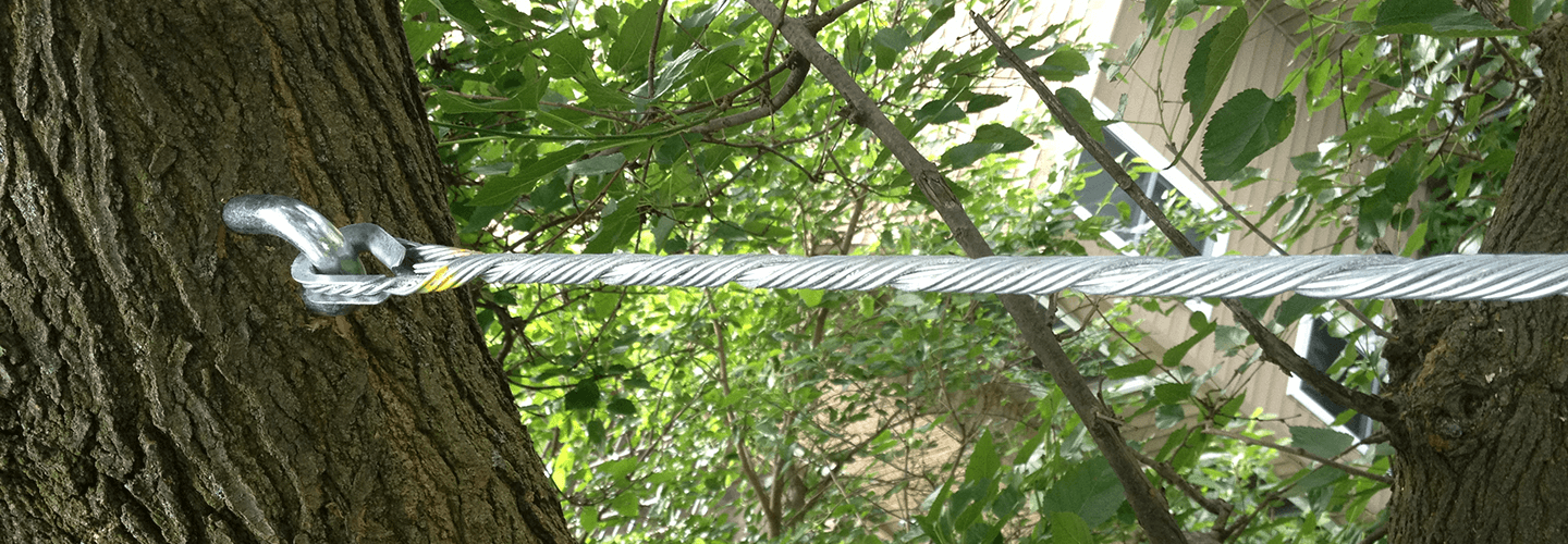 Tree Cabling & Bracing Service