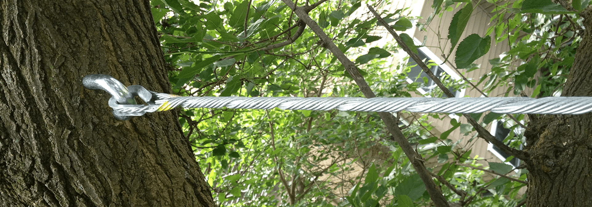 Tree Cabling & Bracing