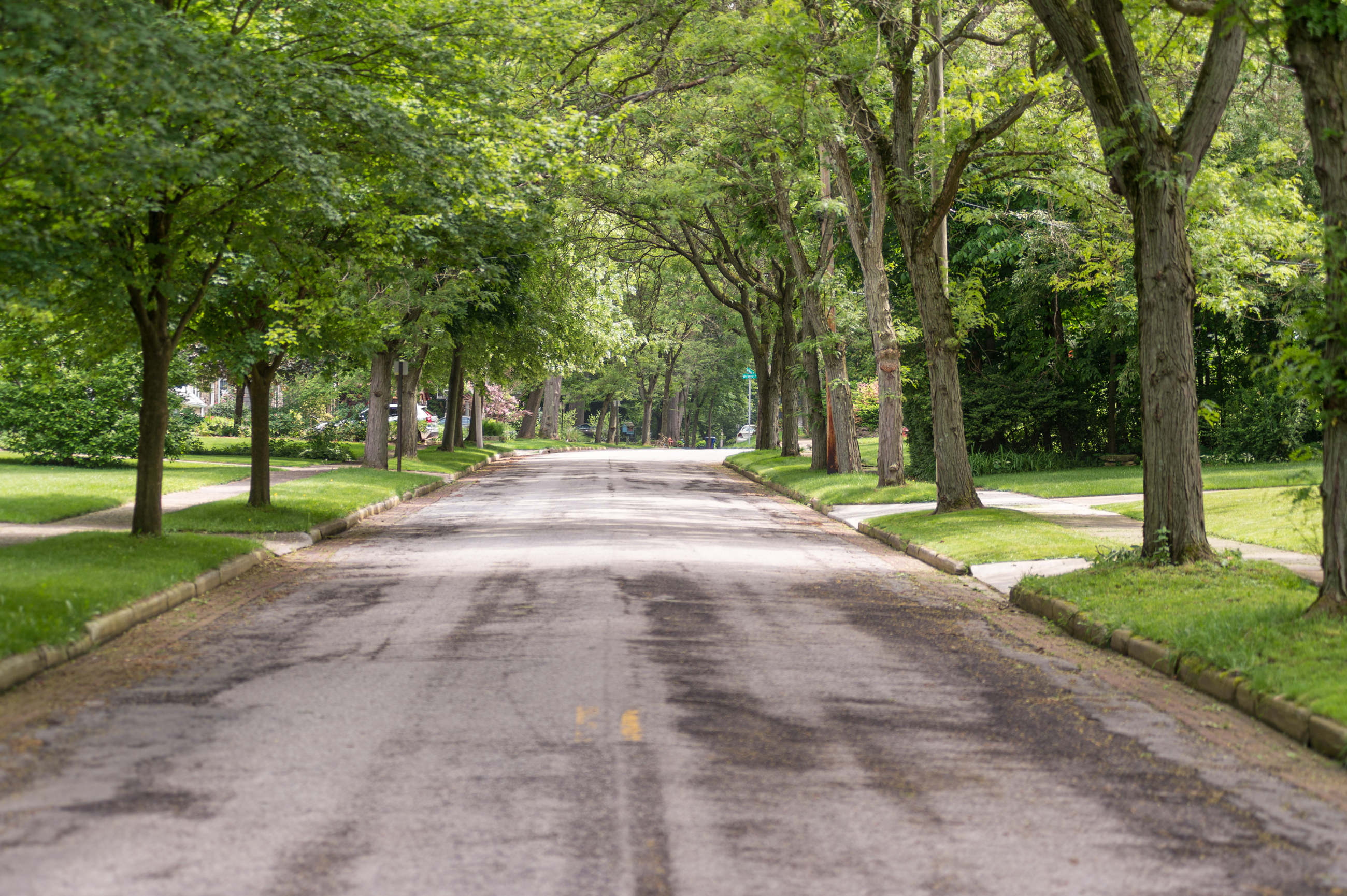 Urban Forestry Street Trees