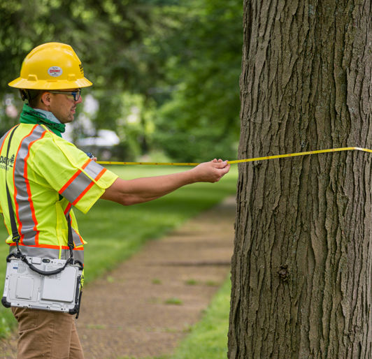 A closer look at City Planning For Urban Forestry Management